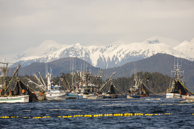 Seiners participating in the 2013 herring fishery near Sitka, Alaska.