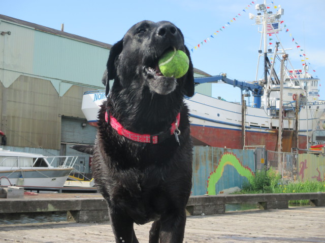 F/V Northwestern, On the ways in the Shipyard, Salty Dog Boating News - our official black lab 100 lb moscot - Nothing like a morning swim - and a belly flop off the dock for the fav. tennis ball! Top of the morning in the PNW! 