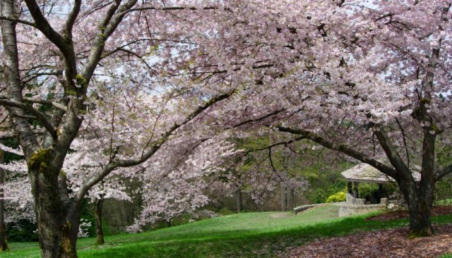 Washington_Park_Arboretum_cherry_blossoms