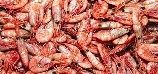 prd_shrimp