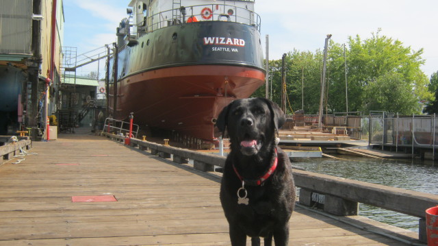 1. Welcome to Salty Dog Waterfront News, summer days at Pacific Fishermen Shipyard & FV Wizard, Ballard WA!