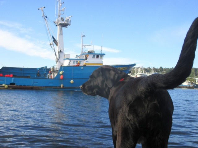 F/V North Sea, AK Bering Sea Crabber, Salty Dog News Mascot Dockside Lookout!