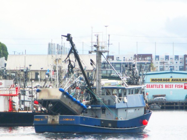Alaska Fishing Seiners, Fishermen's Terminal, PNW Seiner Hot Spot, Home to a fun large fleet!