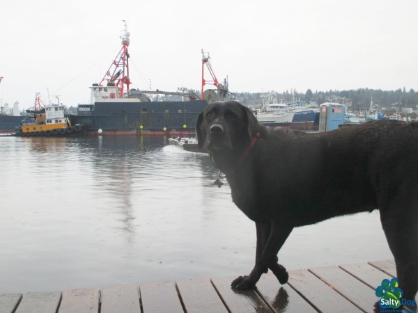 F/T Defender, Fremont Tug Assist, Salty Dog Lab Lookout,l Fishermen's Terminal 