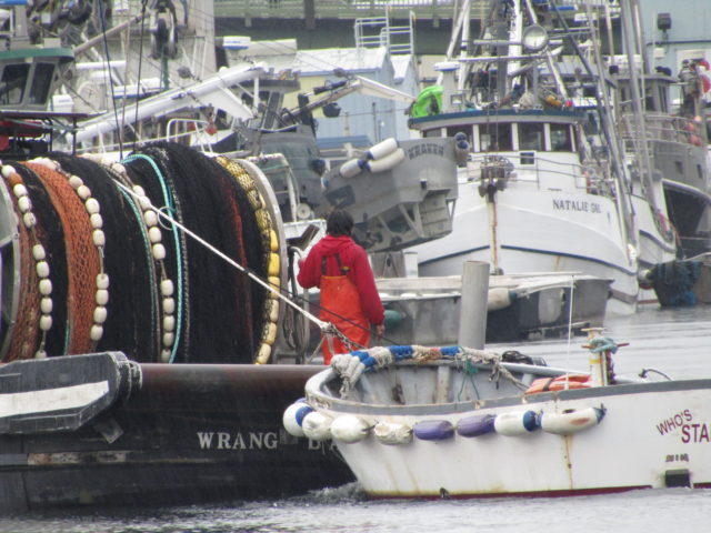 Fishermen's Terminal, Seattle Ship Canal, Fishermen Return from Fall Fishing in Puget Sound NW