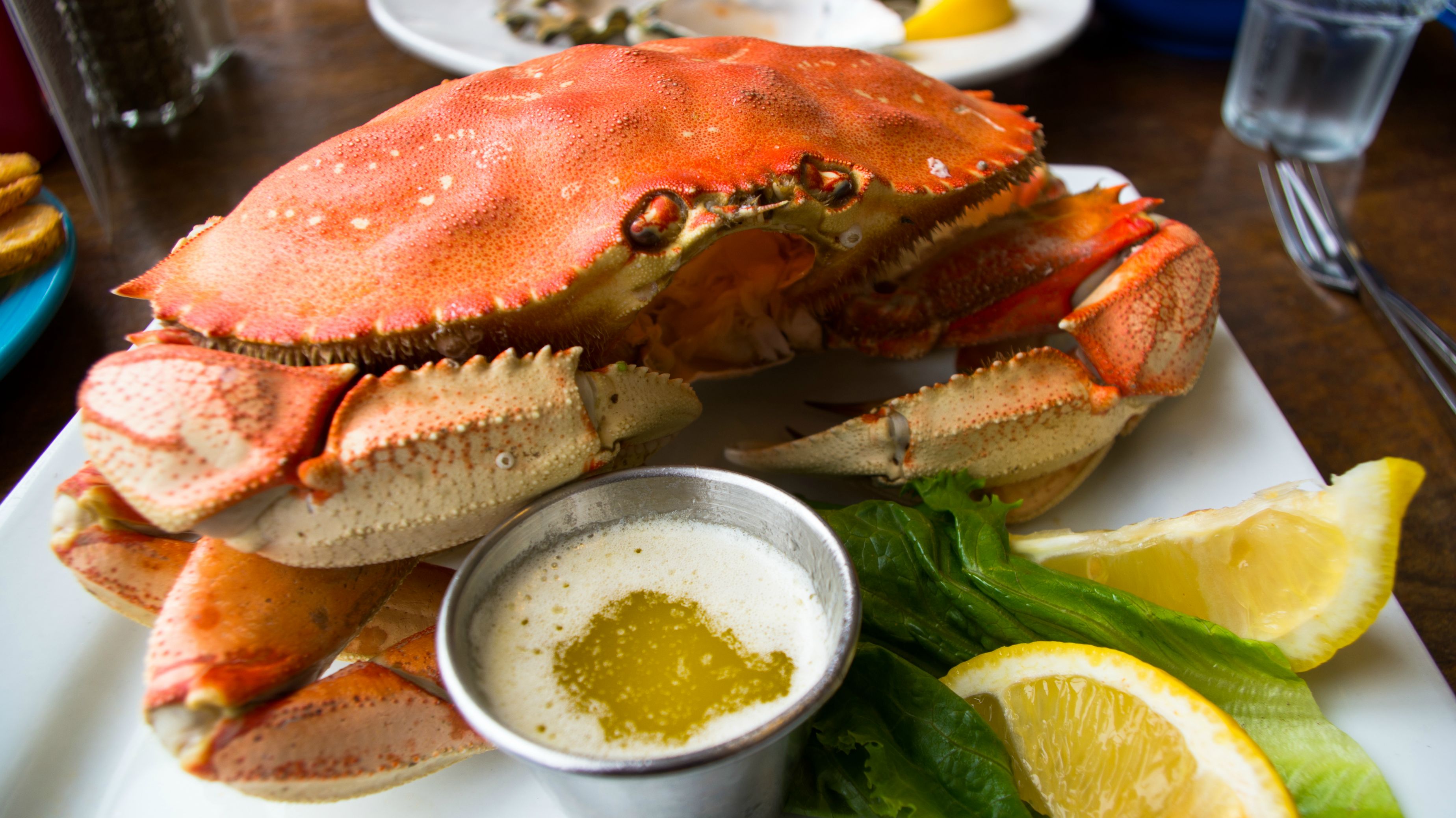 dungeness crab vs blue crab